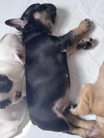 Thor , a male French Bulldog for sale in Gap, PA – 2 of 2