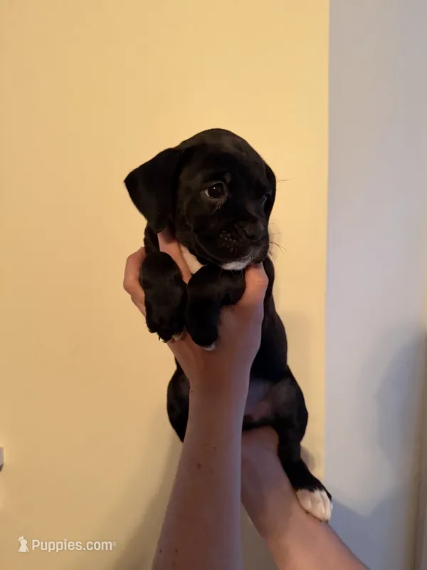 Thumbleina – Boxer puppy for sale in Milford, NH