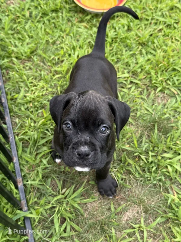Knox – Boxer puppy for sale in Milford, NH