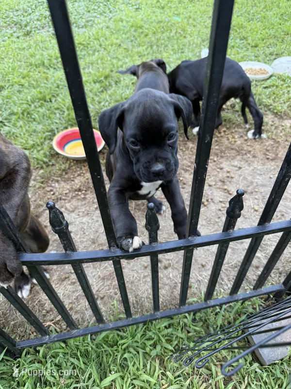 Knox – Boxer puppy for sale in Milford, NH