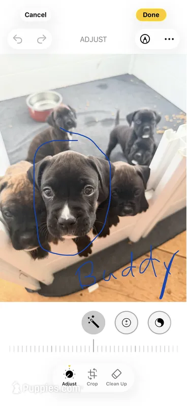 Buddy – Boxer puppy for sale in Milford, NH