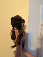Brownie, a female Boxer for sale in Milford, NH – 4 of 5