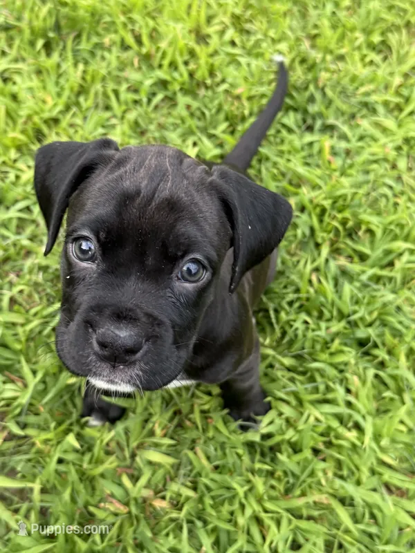 Thumbleina – Boxer puppy for sale in Milford, NH