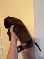 Bear, a male Boxer for sale in Milford, NH – 4 of 4