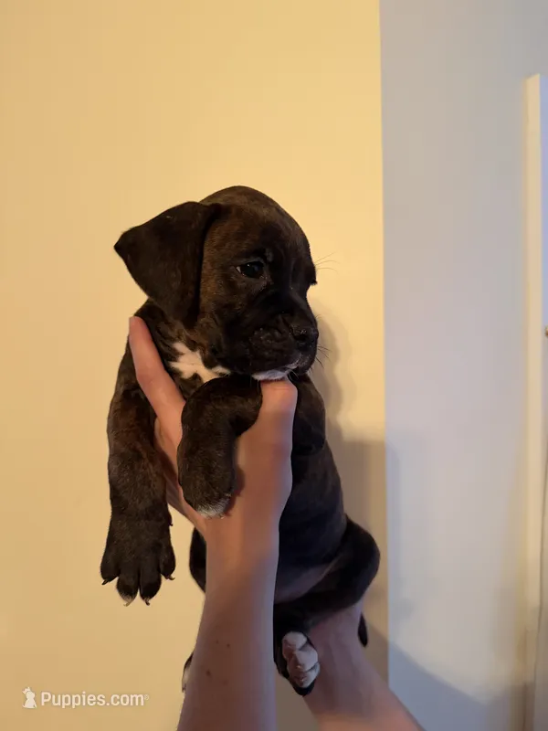 Bear – Boxer puppy for sale in Milford, NH