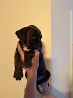 Bear, a male Boxer for sale in Milford, NH – 1 of 4