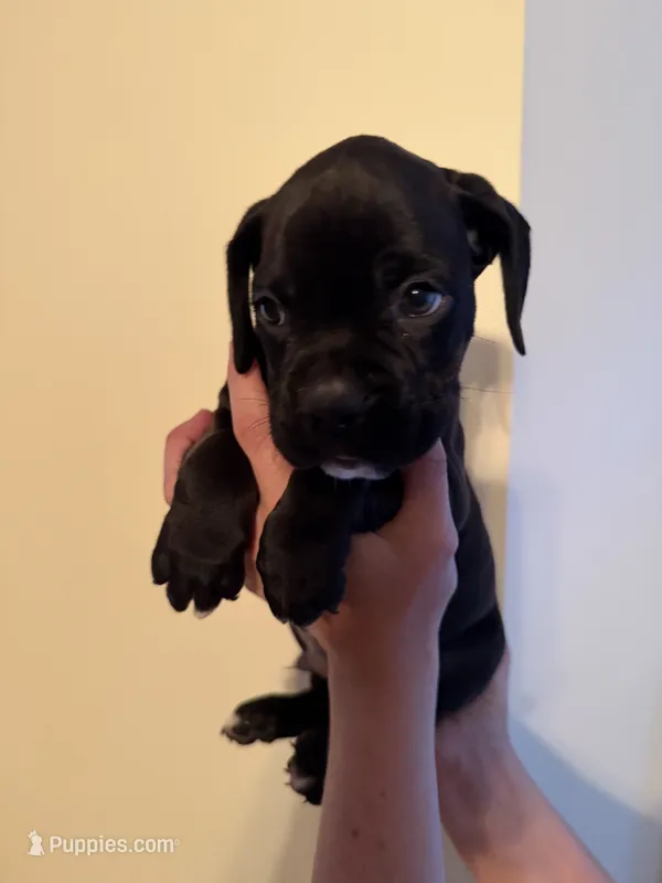 Knox – Boxer puppy for sale in Milford, NH