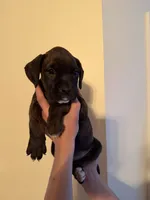 Bear, a male Boxer for sale in Milford, NH – 3 of 4