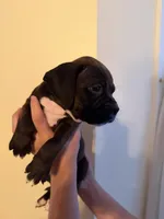 Truffle, a female Boxer for sale in Milford, NH – 3 of 3