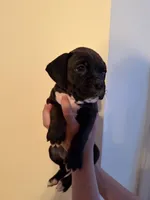 Truffle, a female Boxer for sale in Milford, NH – 1 of 3