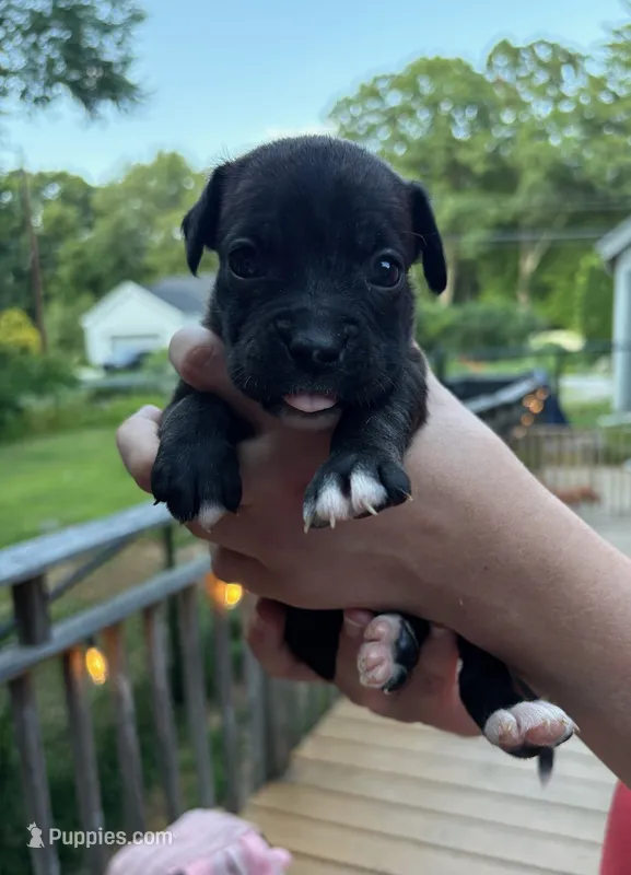 Thumbleina – Boxer puppy for sale in Milford, NH