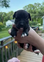 Thumbleina, a female Boxer for sale in Milford, NH – 1 of 2