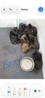 Bear, a male Boxer for sale in Milford, NH – 2 of 4