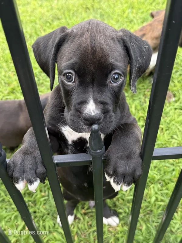 Buddy – Boxer puppy for sale in Milford, NH