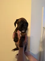 Brownie, a female Boxer for sale in Milford, NH – 5 of 5
