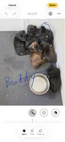 Buddy, a male Boxer for sale in Milford, NH – 2 of 2