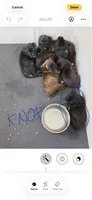 Knox, a male Boxer for sale in Milford, NH – 3 of 3