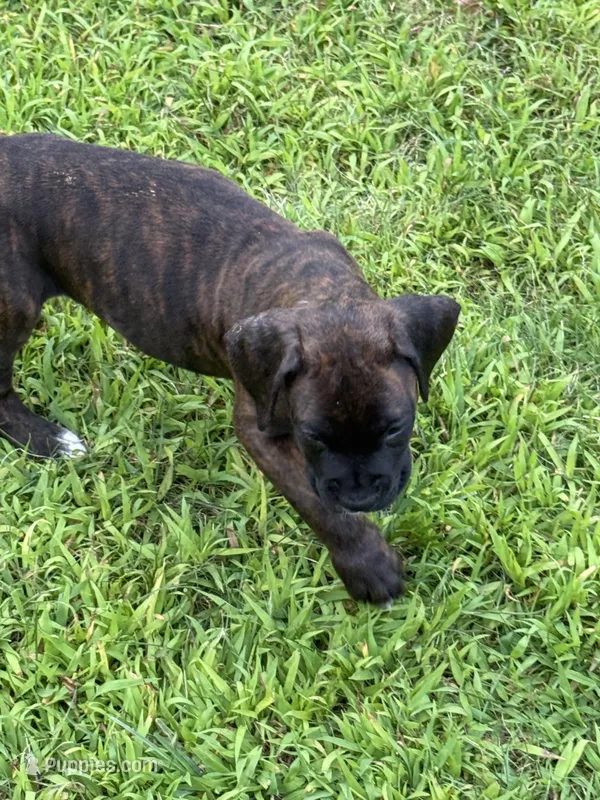 Bear – Boxer puppy for sale in Milford, NH