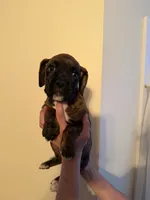 Brownie, a female Boxer for sale in Milford, NH – 3 of 5