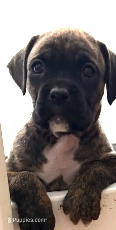 Brownie – Boxer puppy for sale in Milford, NH