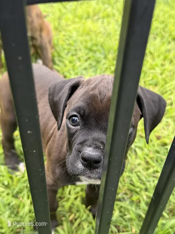 Truffle – Boxer puppy for sale in Milford, NH