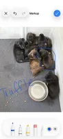 Truffle, a female Boxer for sale in Milford, NH – 2 of 3