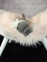 Moana, a female French Bulldog for sale in Biddeford, ME – 6 of 7