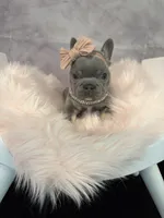 Moana, a female French Bulldog for sale in Biddeford, ME – 2 of 7