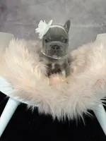 Moana, a female French Bulldog for sale in Biddeford, ME – 5 of 7