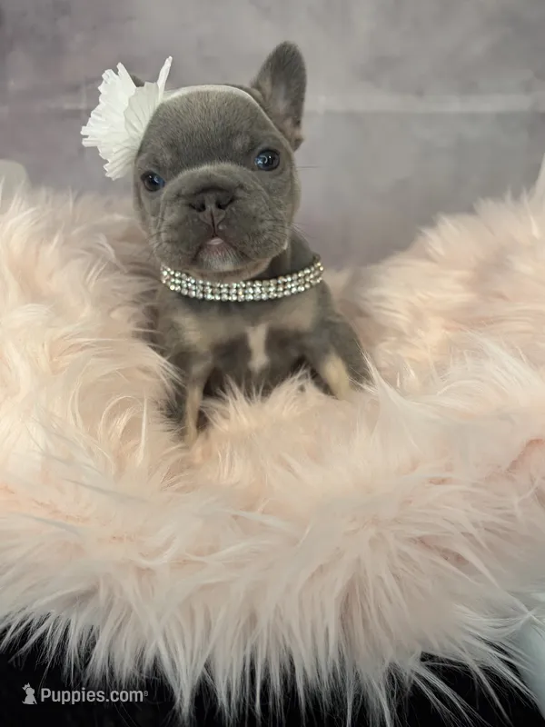Moana – French Bulldog puppy for sale in Biddeford, ME