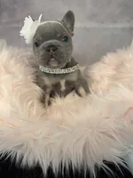Moana, a female French Bulldog for sale in Biddeford, ME – 1 of 7