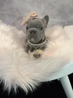 Moana, a female French Bulldog for sale in Biddeford, ME – 3 of 7