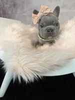 Moana, a female French Bulldog for sale in Biddeford, ME – 7 of 7
