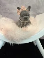 Moana, a female French Bulldog for sale in Biddeford, ME – 4 of 7