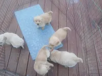 Goldens , a male Golden Retriever for sale in Saint Joseph, MO – Photo 4 of 4