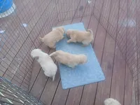 Goldens , a male Golden Retriever for sale in Saint Joseph, MO – Photo 3 of 4