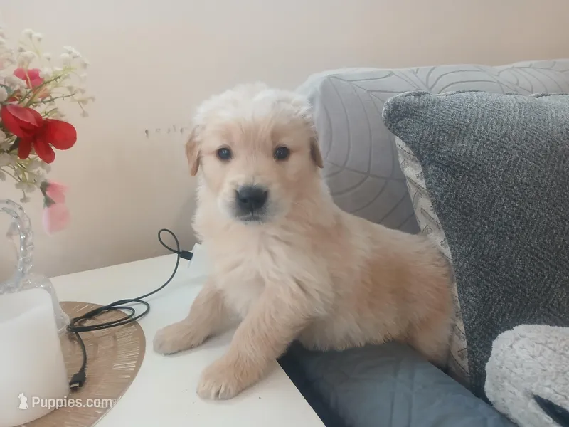 Goldens , a male Golden Retriever for sale in Saint Joseph, MO – Photo 1 of 4