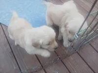 Goldens , a male Golden Retriever for sale in Saint Joseph, MO – Photo 2 of 4