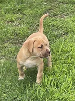 Bella, a female American Bully for sale in Loganville, GA – 2 of 3