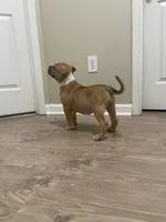 Star, a female American Bully for sale in Loganville, GA – 3 of 5