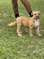 Star, a female American Bully for sale in Loganville, GA – 4 of 5