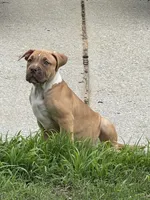 Star, a female American Bully for sale in Loganville, GA – 5 of 5