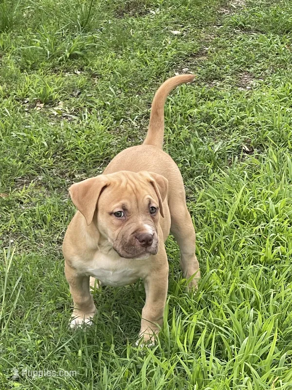 Bella – American Bully puppy for sale in Loganville, GA
