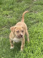 Bella, a female American Bully for sale in Loganville, GA – 1 of 3