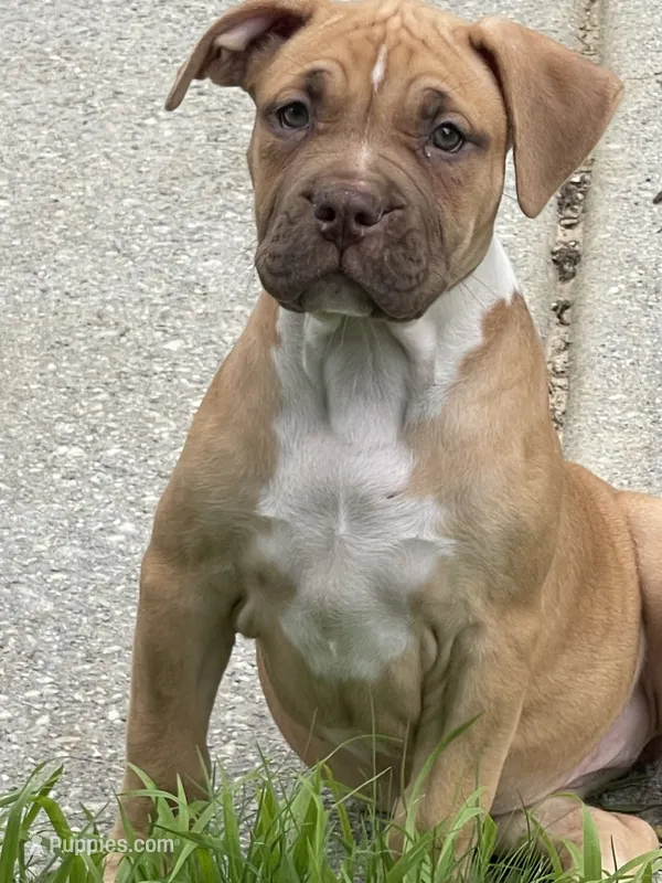 Star – American Bully puppy for sale in Loganville, GA