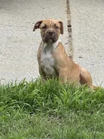 Star, a female American Bully for sale in Loganville, GA – 2 of 5