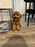 Teddy , a male Poodle - Miniature  for sale in Snellville, GA – 4 of 5