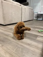 Teddy , a male Poodle - Miniature  for sale in Snellville, GA – 3 of 5