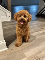 Teddy , a male Poodle - Miniature  for sale in Snellville, GA – 2 of 5