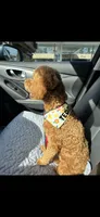Teddy , a male Poodle - Miniature  for sale in Snellville, GA – 5 of 5